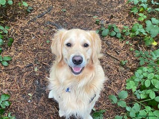 Golden Retriever dogs A proven gorgeous Golden Retriever for stud in Haywards Heath - Advert 20