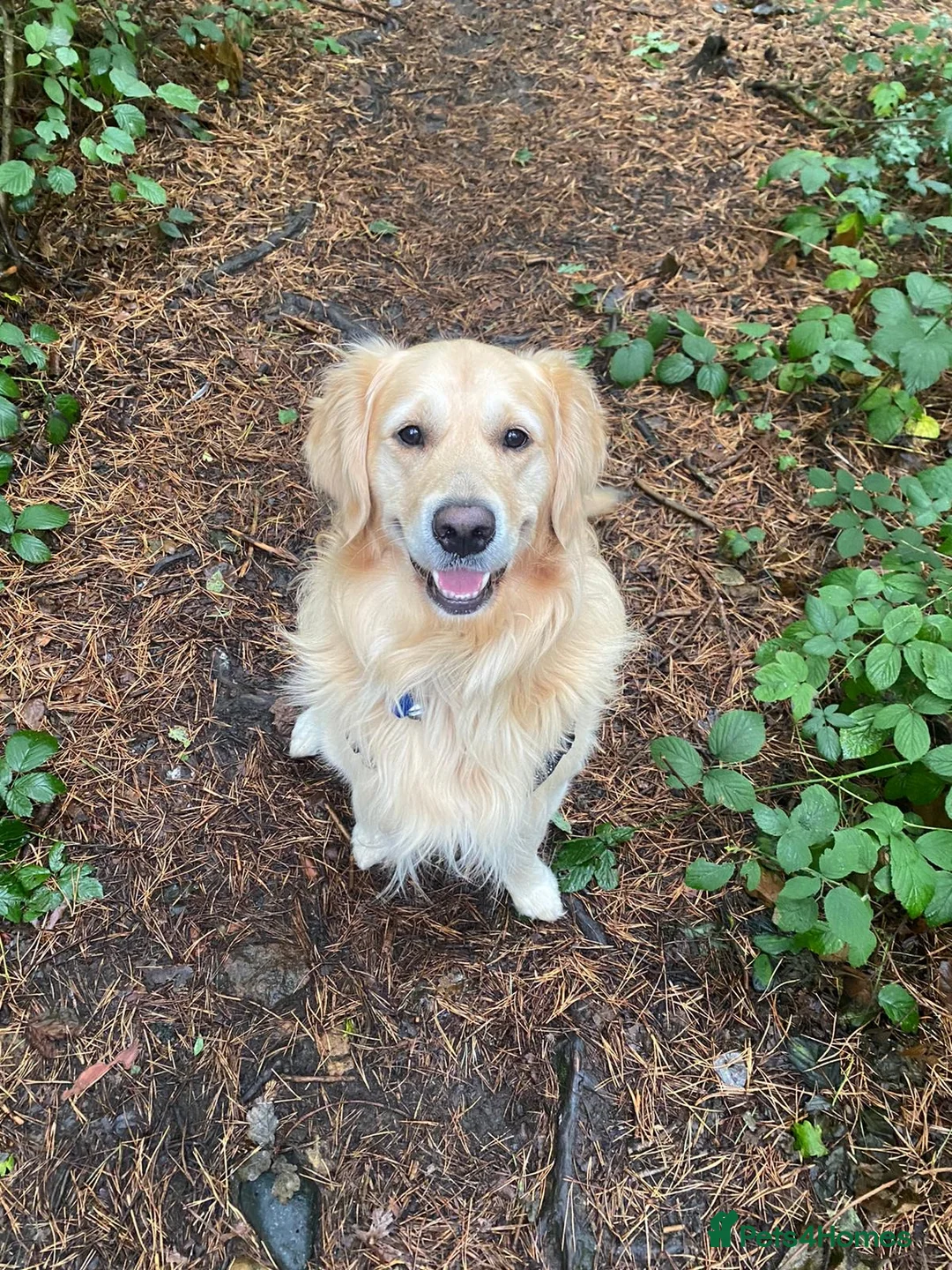 Golden Retriever dogs for stud: A proven gorgeous Golden Retriever for stud in Haywards Heath - Advert 1