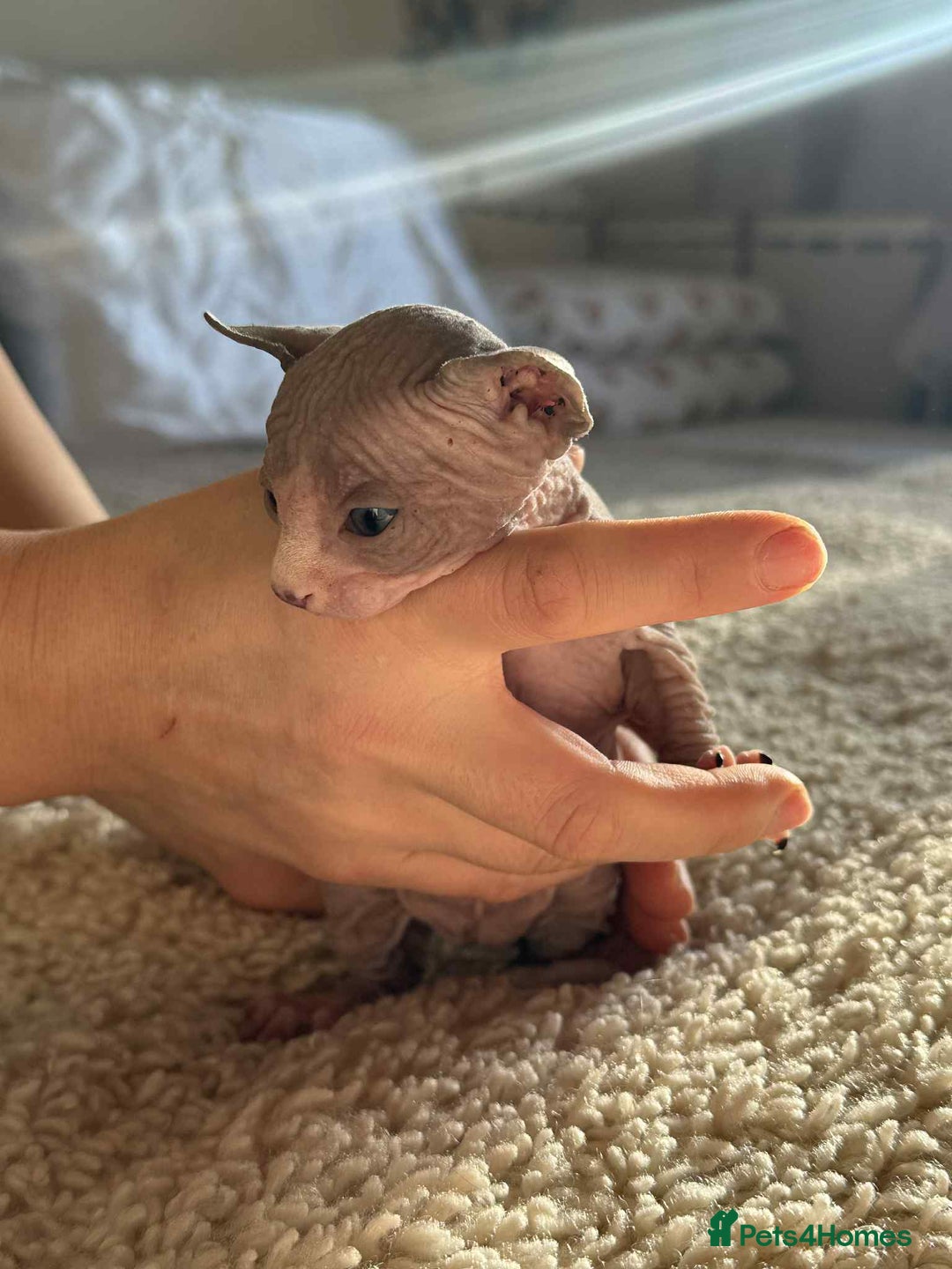 Sphynx cats for sale: Sphinx kittens 🩵❤️ - Advert 6