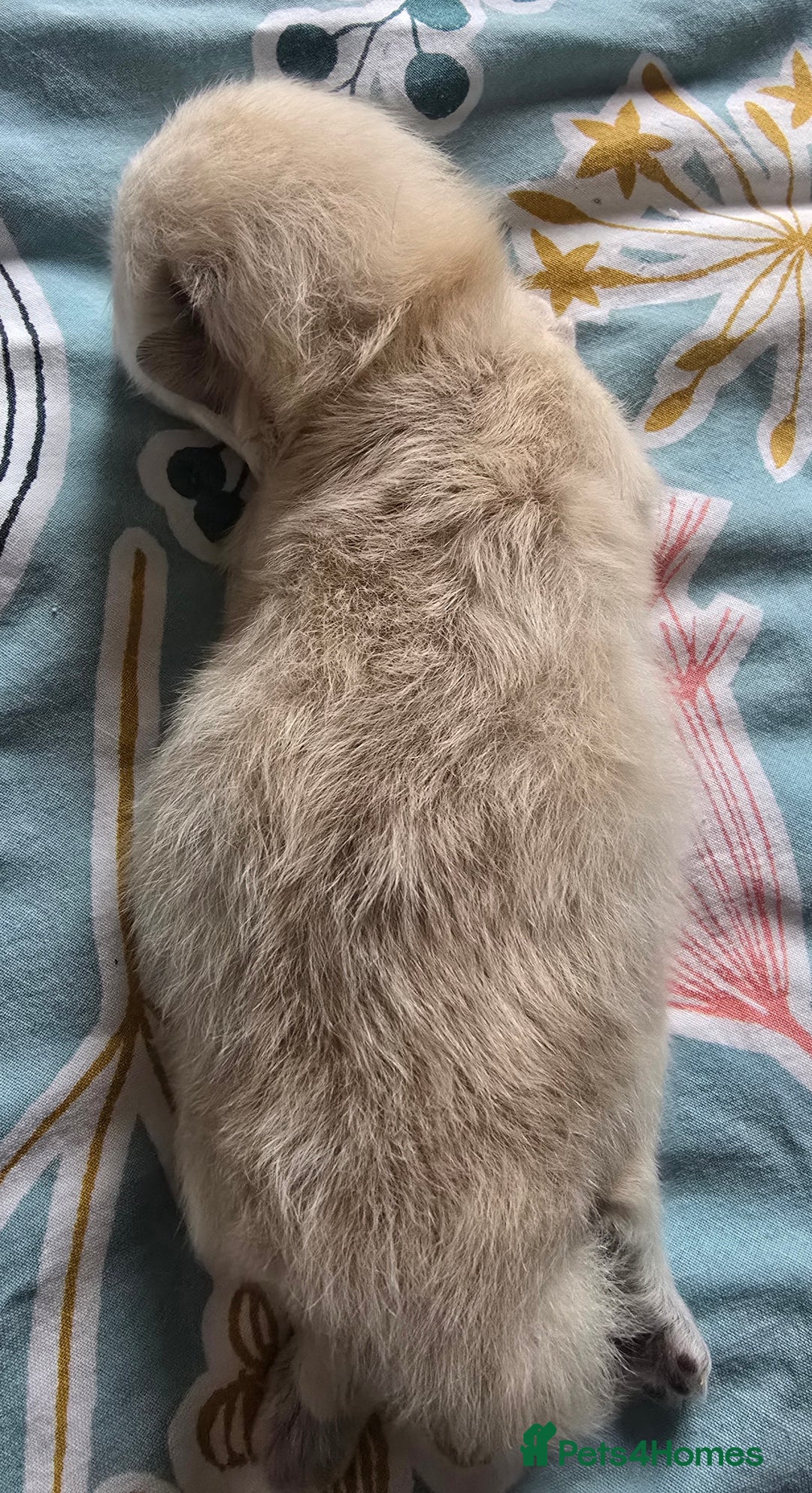 British Shorthair cats for sale: ONE GIRL LEFT TICA REGISTERED BRITISH SHORTHAIR - Advert 13