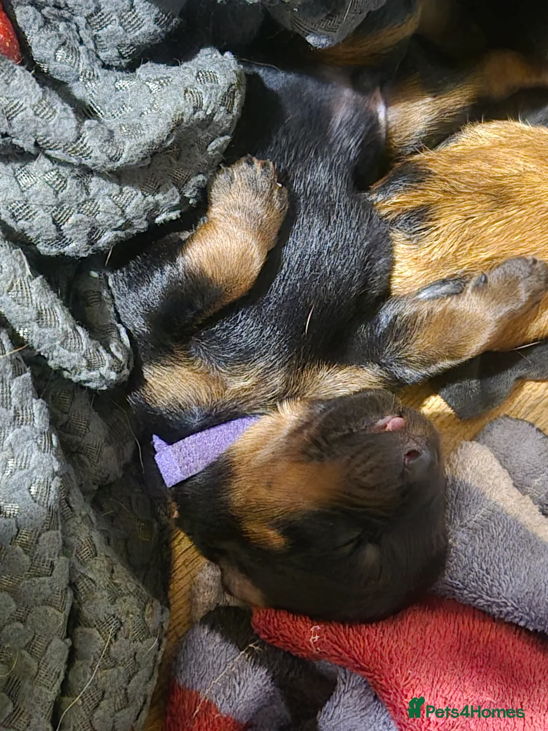 Rottweiler dogs for sale: Beautiful Chunky Rottweiler Puppies for Sale  - Advert 10