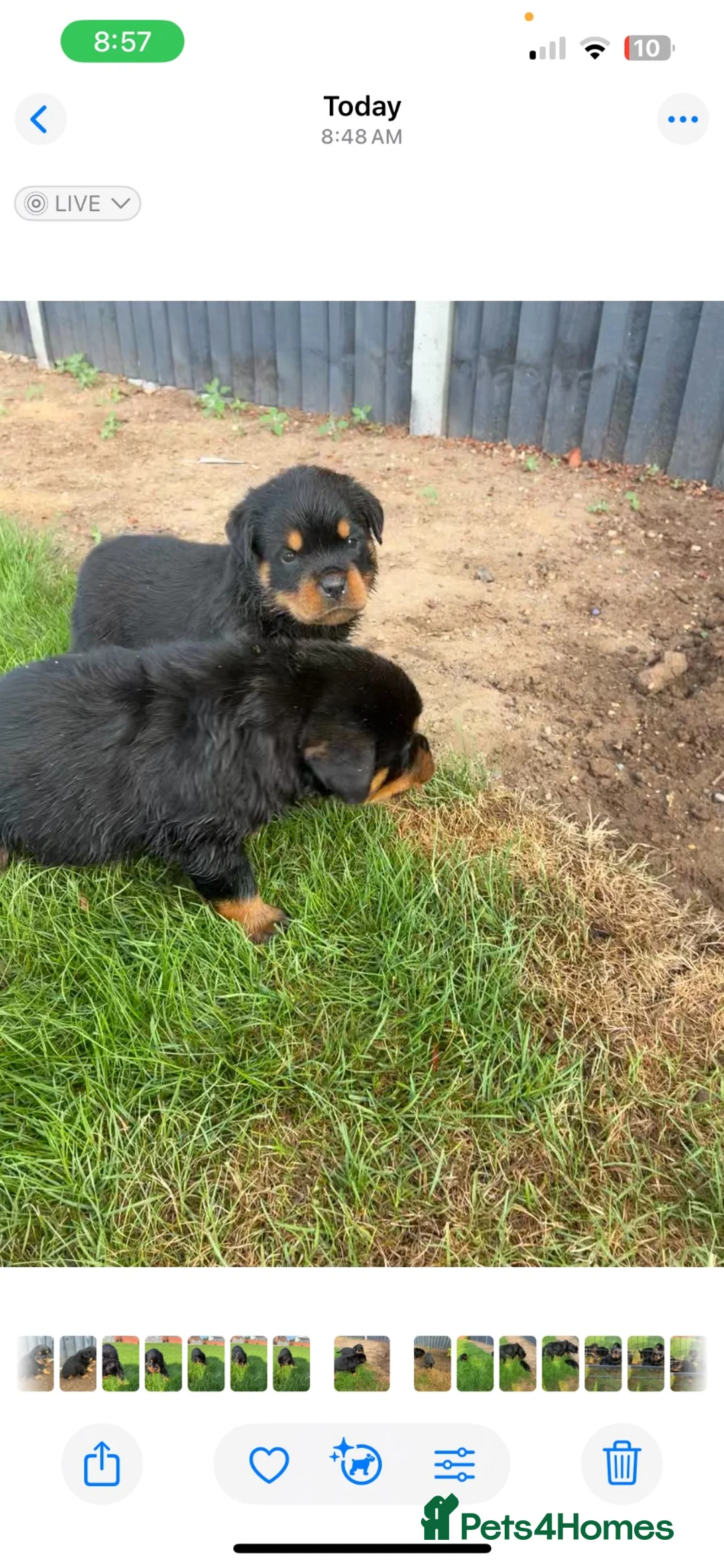 Rottweiler dogs for sale: 🏆🐾 5STAR BREEDERS🐾🏆KC REG girl and boys 💖💙 - Advert 2