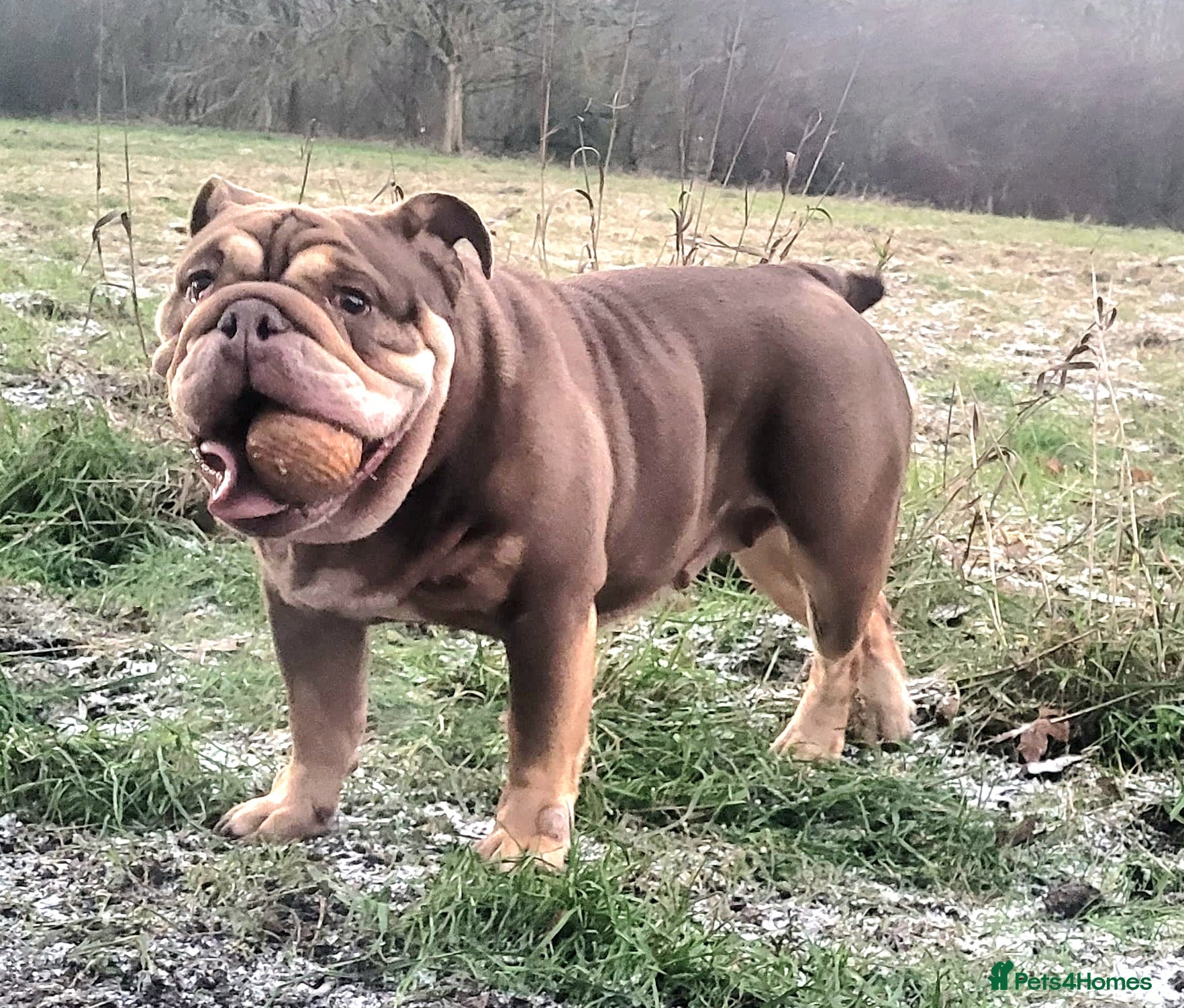 English Bulldog dogs English Bulldog Female 4 yrs Old- Loving 🏡 Needed - Advert 2