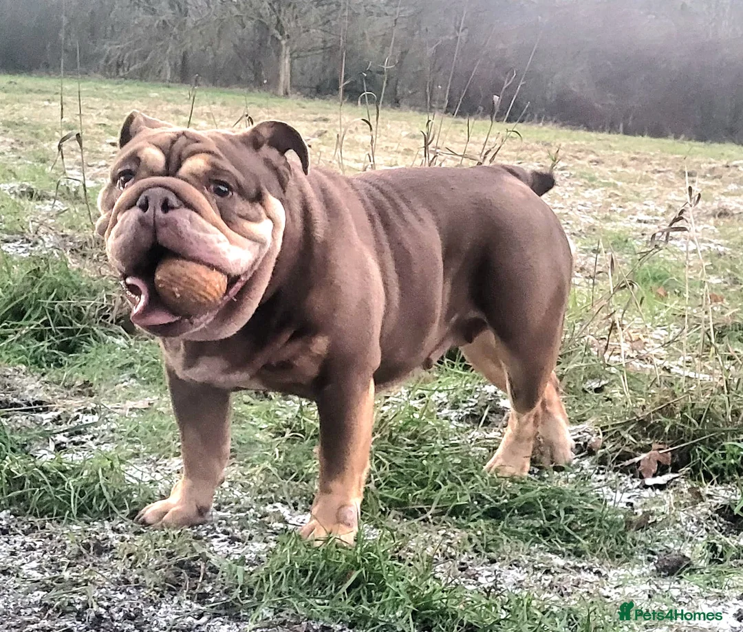 English Bulldog dogs for sale: English Bulldog Female 4 yrs Old- Loving 🏡 Needed - Advert 2