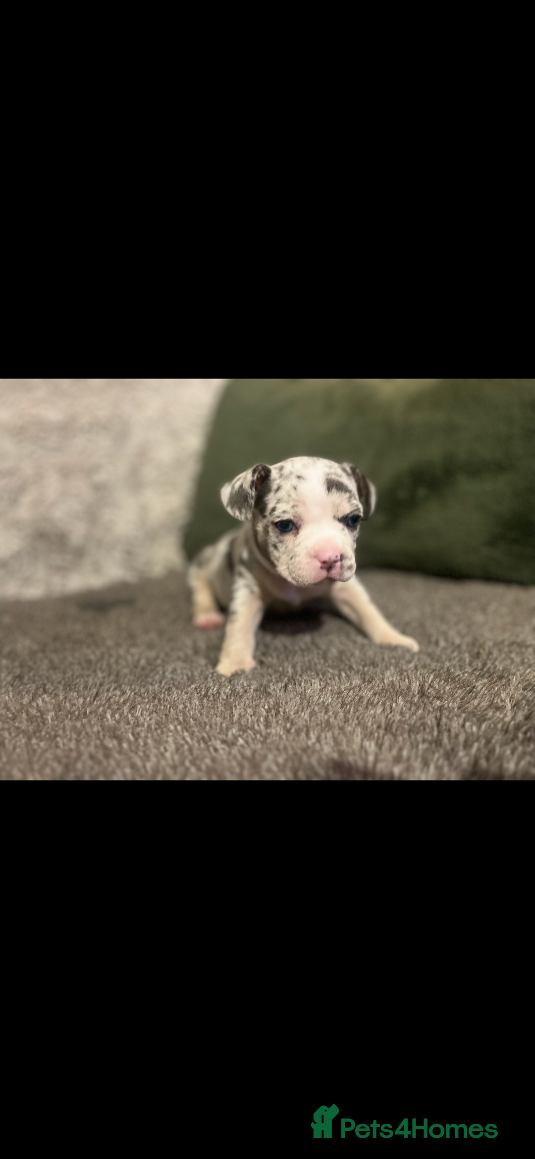 Mixed Breed dogs for sale:  French bulldog 1/4 chihuahua puppies  - Advert 2