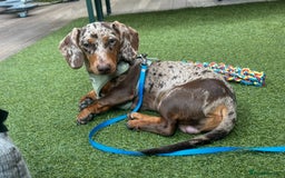 Miniature Dachshund dogs for stud: Miniature Dachshund - Stud - Image 3