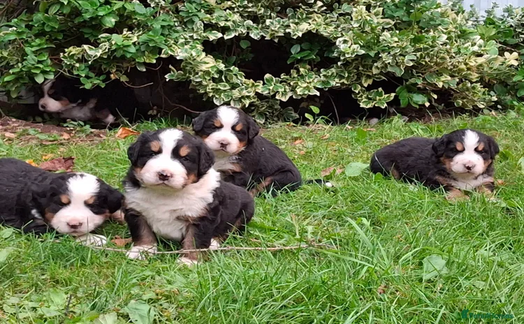 Bernese Mountain Dog dogs - Advert 15