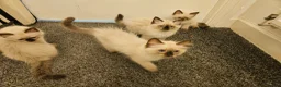 Ragdoll cats for sale: Beautiful Male/female ragdoll kittens - Advert 3