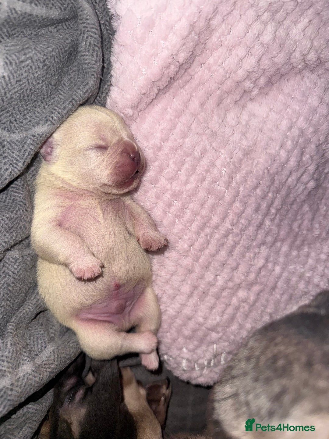 French Bulldog dogs for sale: Puppy frenchies for sale!! - Advert 19