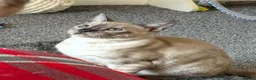 Bengal cats for sale: Seal Solid Silver Mink Bengals ❤️ - Advert 22