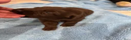 Labrador Retriever dogs for sale: Ready to leave in 1 week. Only boys left - Advert 9