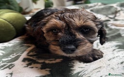 Schnoodle dogs for sale: Miniature Schoodle puppies - Image 31