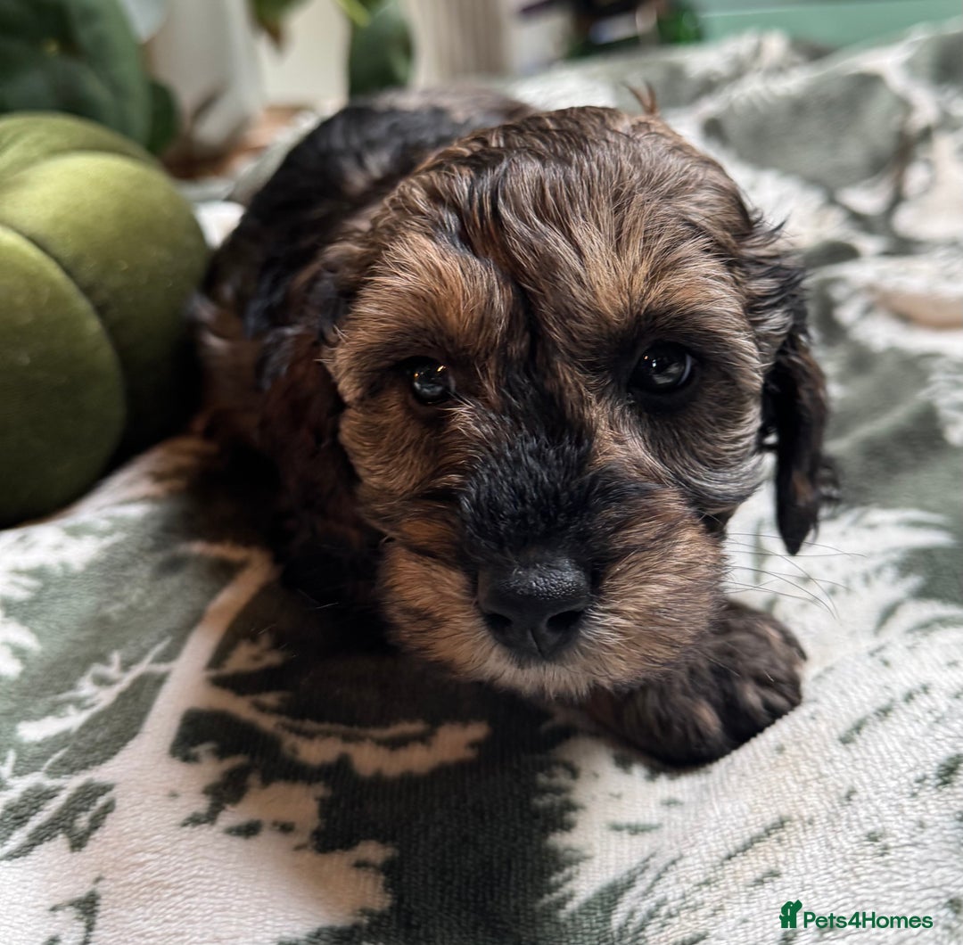 Schnoodle dogs for sale: Miniature Schoodle puppies - Image 31
