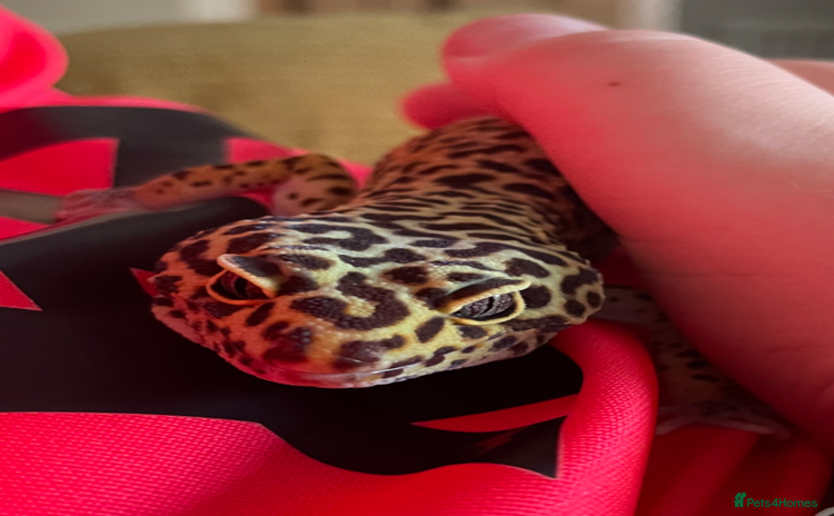 Leopard Gecko reptiles - Advert 2
