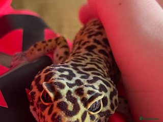 Leopard Gecko reptiles Leopard Gecko & Vivarium - Advert 3
