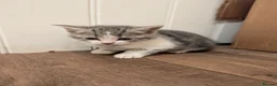 Mixed Breed cats for sale: Mixed breed kittens  - Advert 16