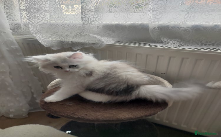 Persian cats - Advert 8