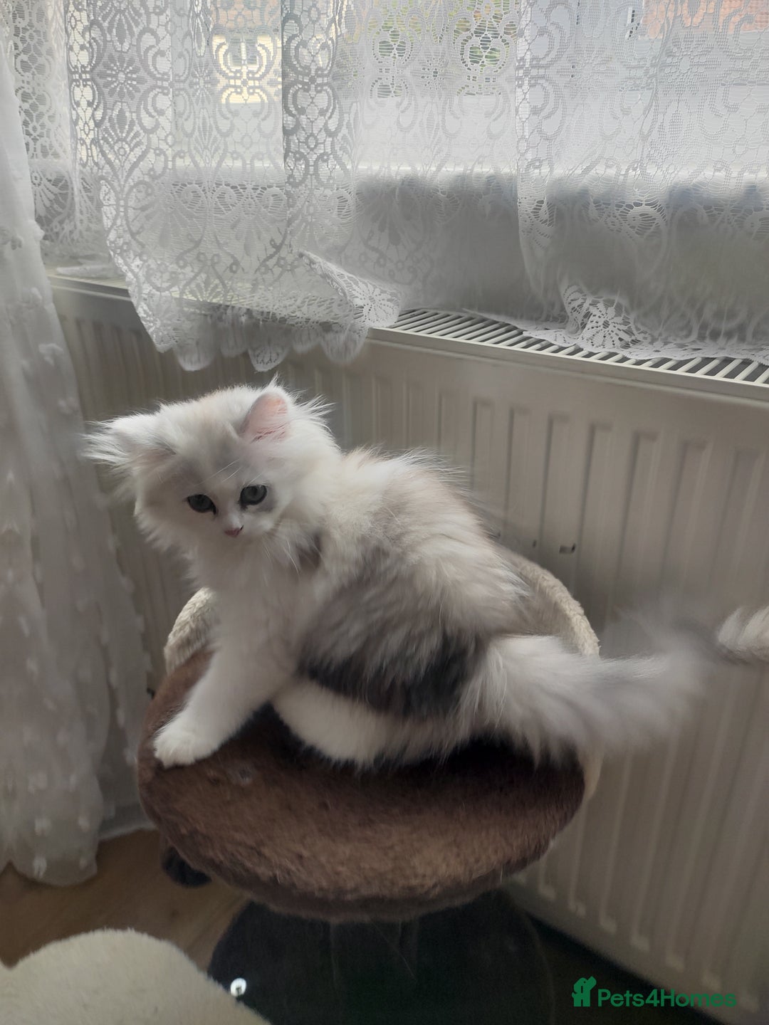 Persian cats for sale: Persian kittens, 1 white/gray girl - Image 4