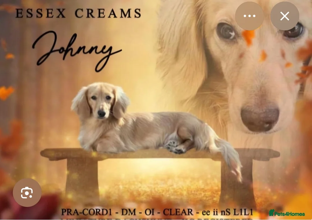 Miniature Dachshund dogs for sale: Miniature dachshund-Adult - Advert 15