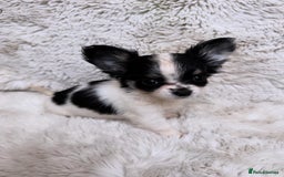 Chihuahua dogs for sale: One left! KC Reg Chihuahua Puppies-  Ready Now - Image 3