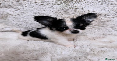 Chihuahua dogs - Advert 12