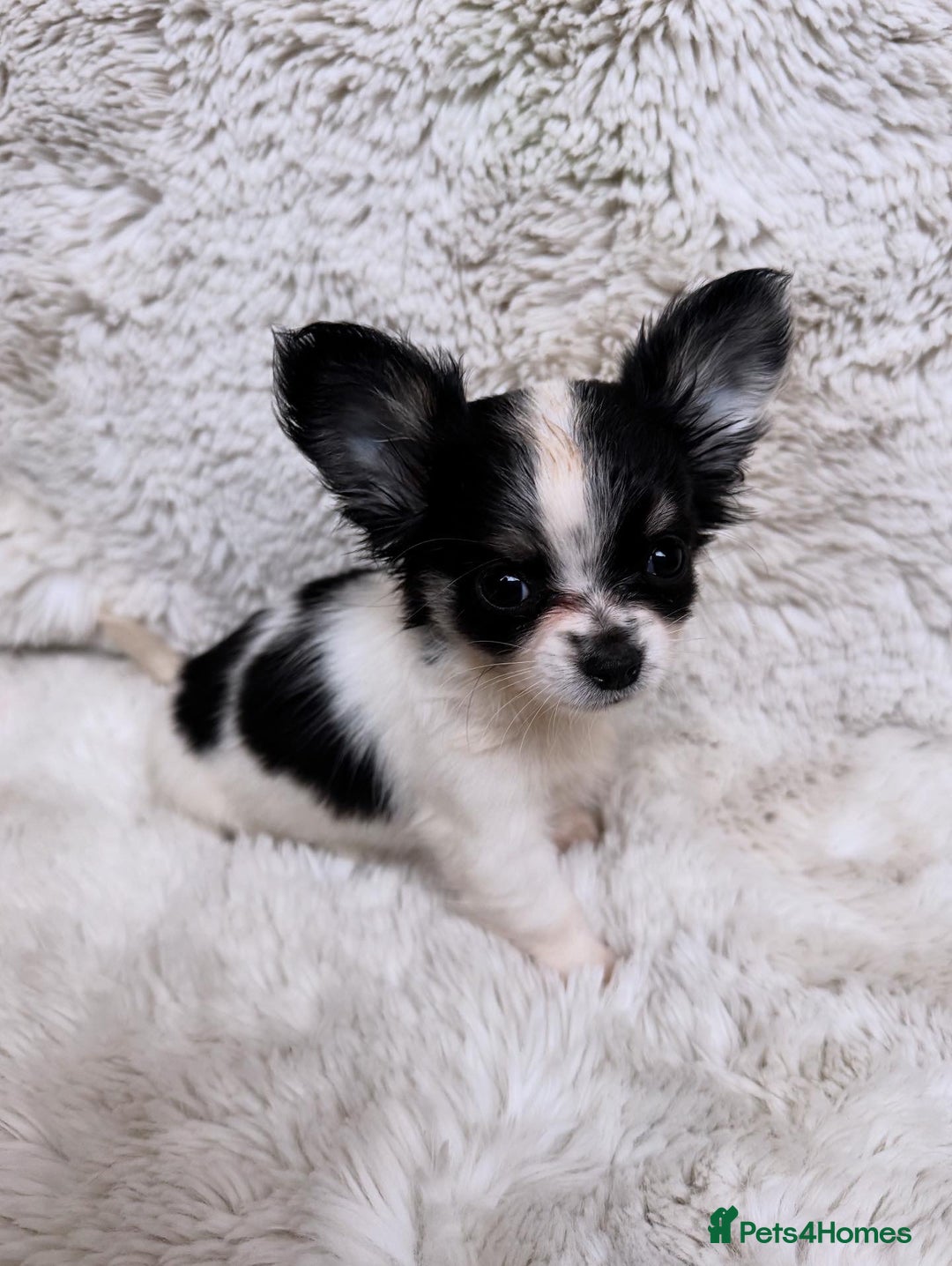 Chihuahua dogs for sale: One left! KC Reg Chihuahua Puppies-  Ready Now - Image 3
