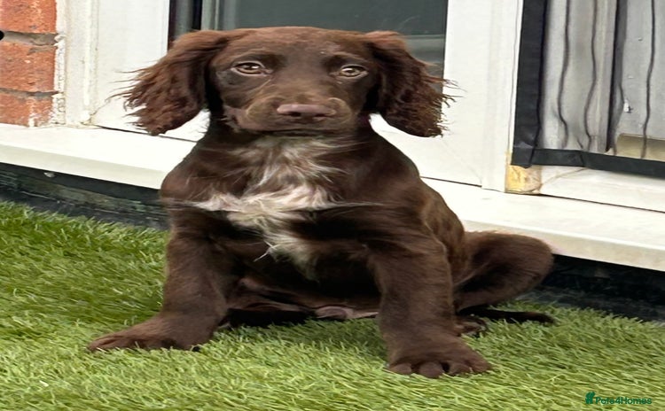 Cockapoo dogs in Wrexham - Advert 16
