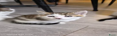 Mixed Breed Kitten 1