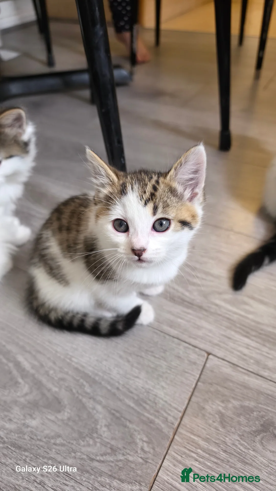 Mixed Breed cats for sale: Loving Kittens Ready for Their Forever Homes! - Advert 2
