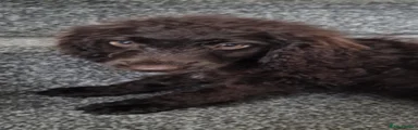 Cockapoo 2