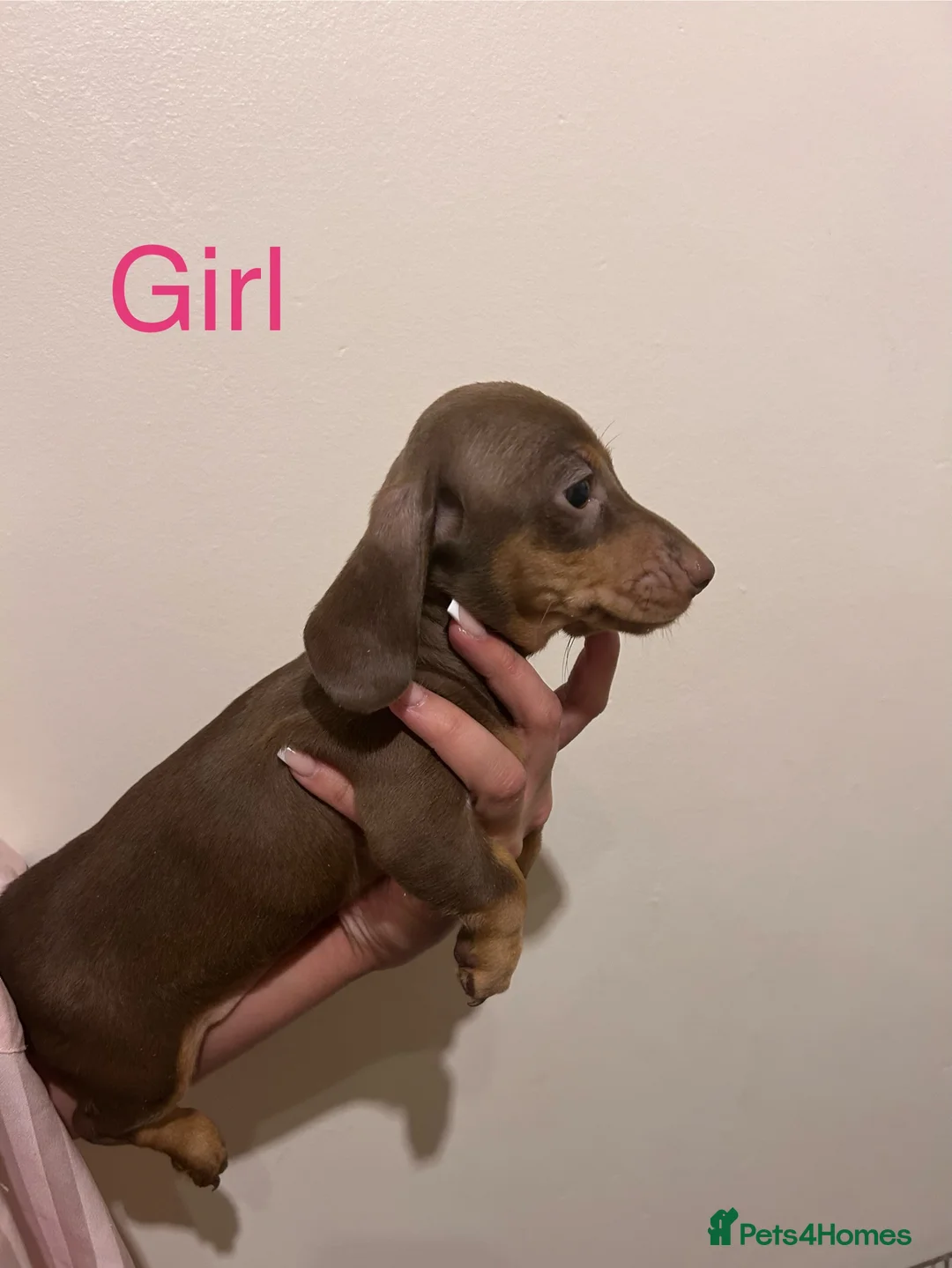 Dachshund dogs for sale: Beautiful little of KC registered mini daschunds - Advert 3