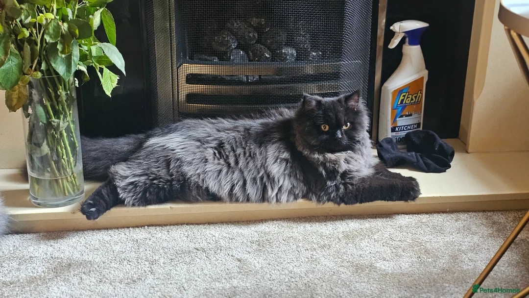 Mixed Breed cats for sale: Persian x British Shorthair  in Stoke-on-Trent - Advert 2