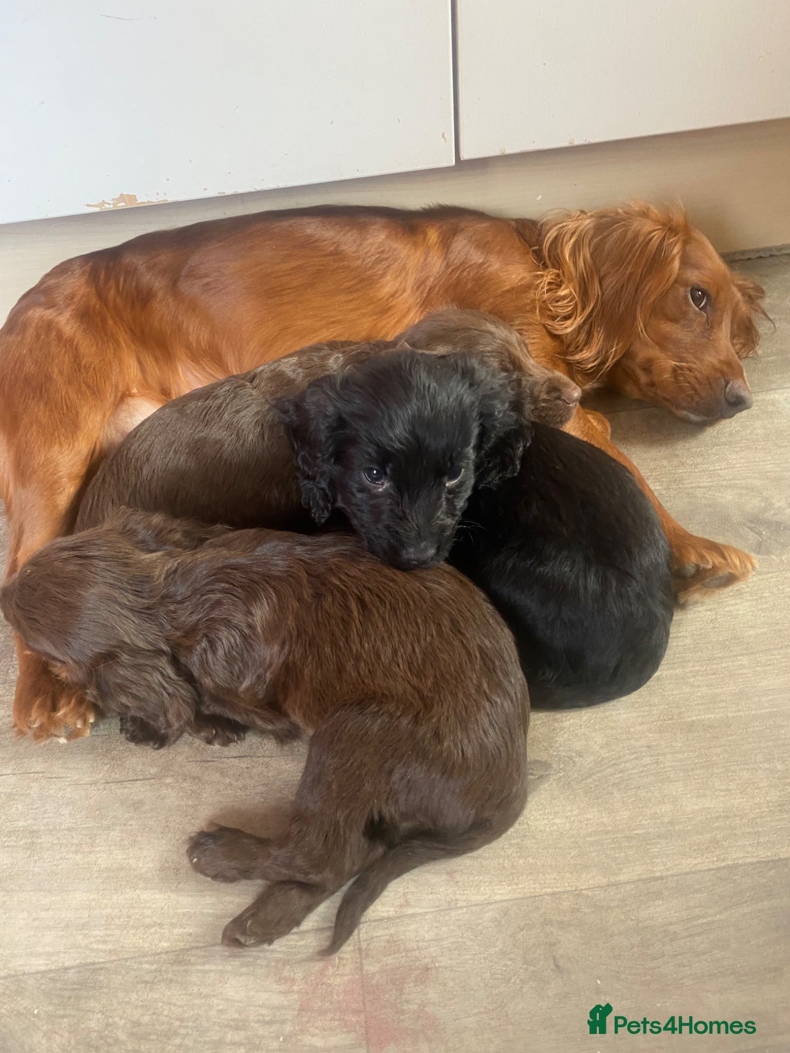 Mixed Breed dogs Spaniel puppies  - Advert 2