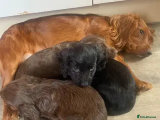 Mixed Breed dogs Spaniel puppies - Advert 7