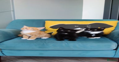 Mixed Breed cats - Advert 12