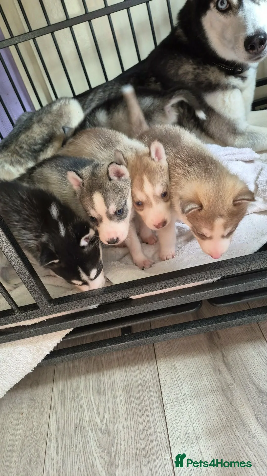 Siberian Husky dogs for sale: Siberian husky - Advert 2