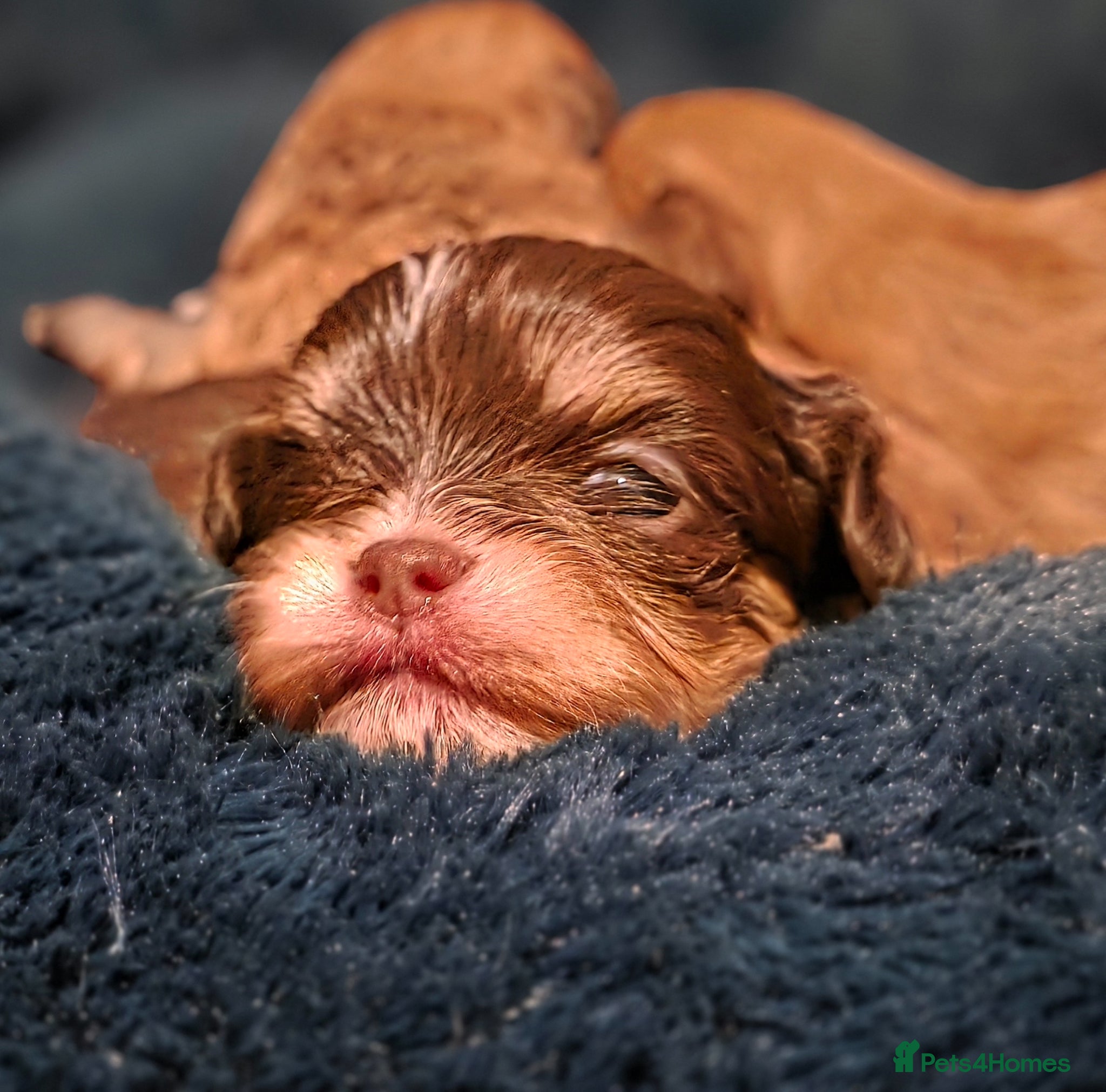 Shih Tzu dogs Stunning KC Reg imperial shih tzu puppies - Advert 2