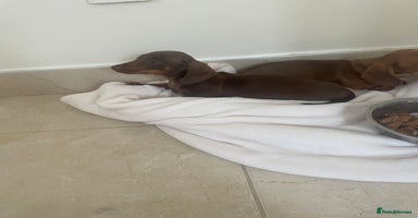 Miniature Dachshund dogs - Advert 1