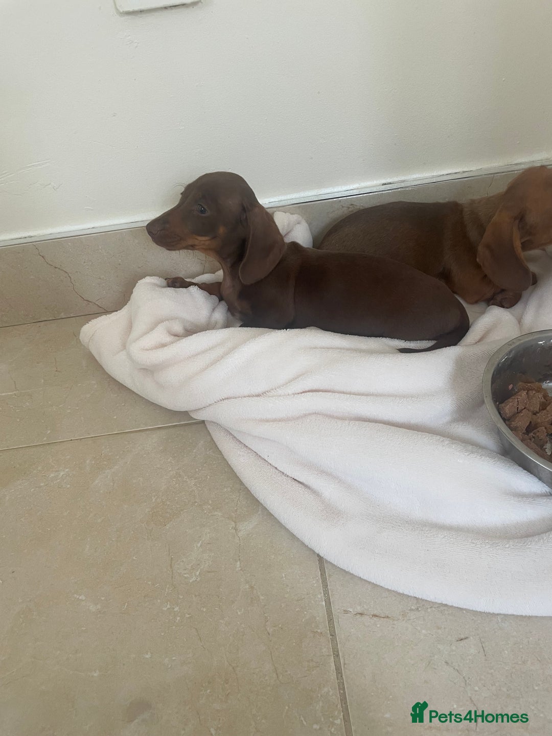 Miniature Dachshund dogs for sale: Miniature dachshund for sale - Image 2