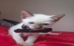Mixed Breed cats for sale: Lovely Burmese cross Siamese kittens ready to go - Image 5