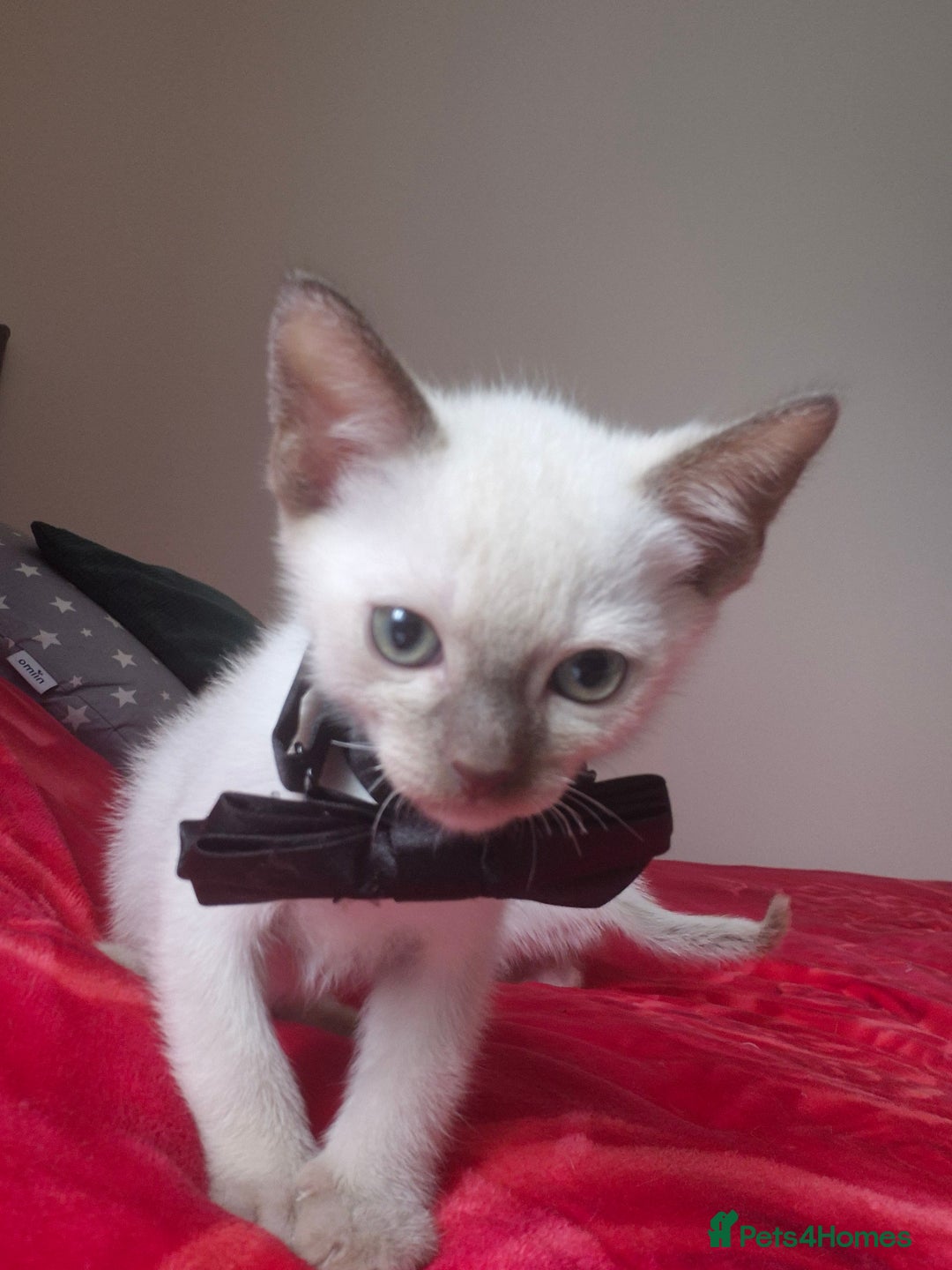 Mixed Breed cats for sale: Lovely Burmese cross Siamese kittens ready to go - Image 5