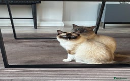 Ragdoll cats for sale: 4 PURE 💖💙RAGDOLLS💖💙 - Image 11