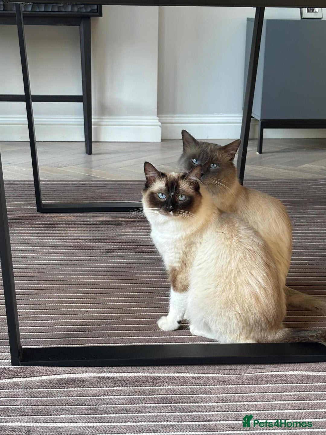 Ragdoll cats for sale: 4 PURE 💖💙RAGDOLLS💖💙 - Image 11