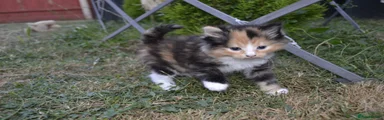 Mixed Breed 4