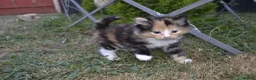 Mixed Breed cats for sale: 4 beautiful kittens  in Peterborough - Advert 8