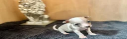 Jack Russell dogs for sale: Beautiful Jack Russell pups  - Advert 7
