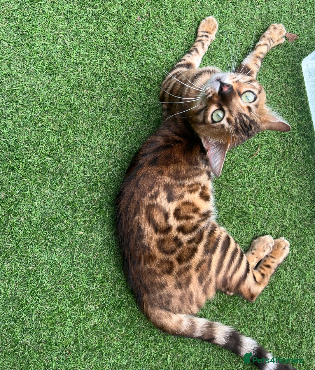 Bengal cats for stud: Adorable pure Bengal boy❤️ for stud in Purfleet - Advert 3