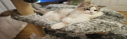 Ragdoll cats for sale:  STUNNING RAGDOLL BOY  - Advert 10