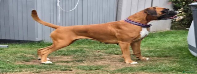 Juno