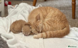Mixed Breed cats for sale: Male kitten for sale  - Image 4